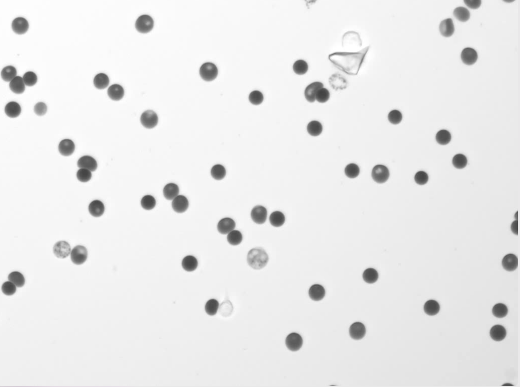 Small animal hematology imaged by Remoscope